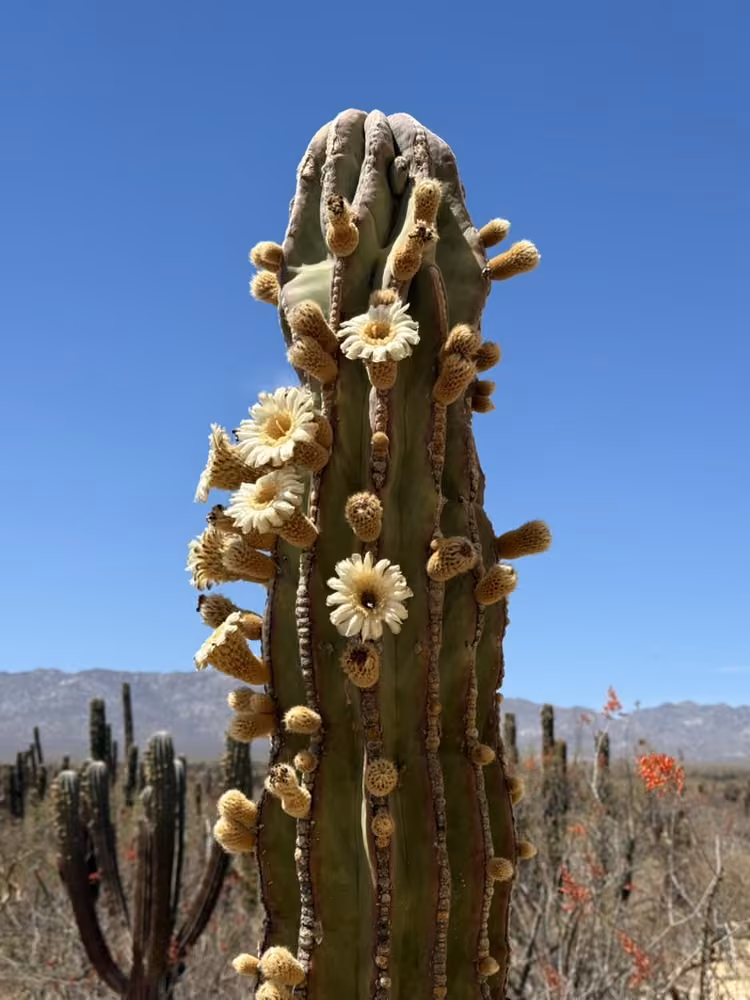 A saguaro cactus crowned with blossoms against a blue sky