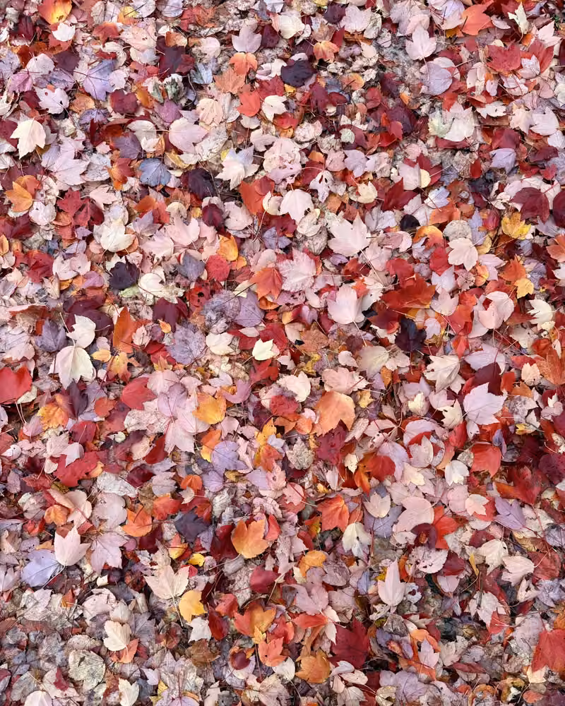 A carpet of red and pink fallen leaves