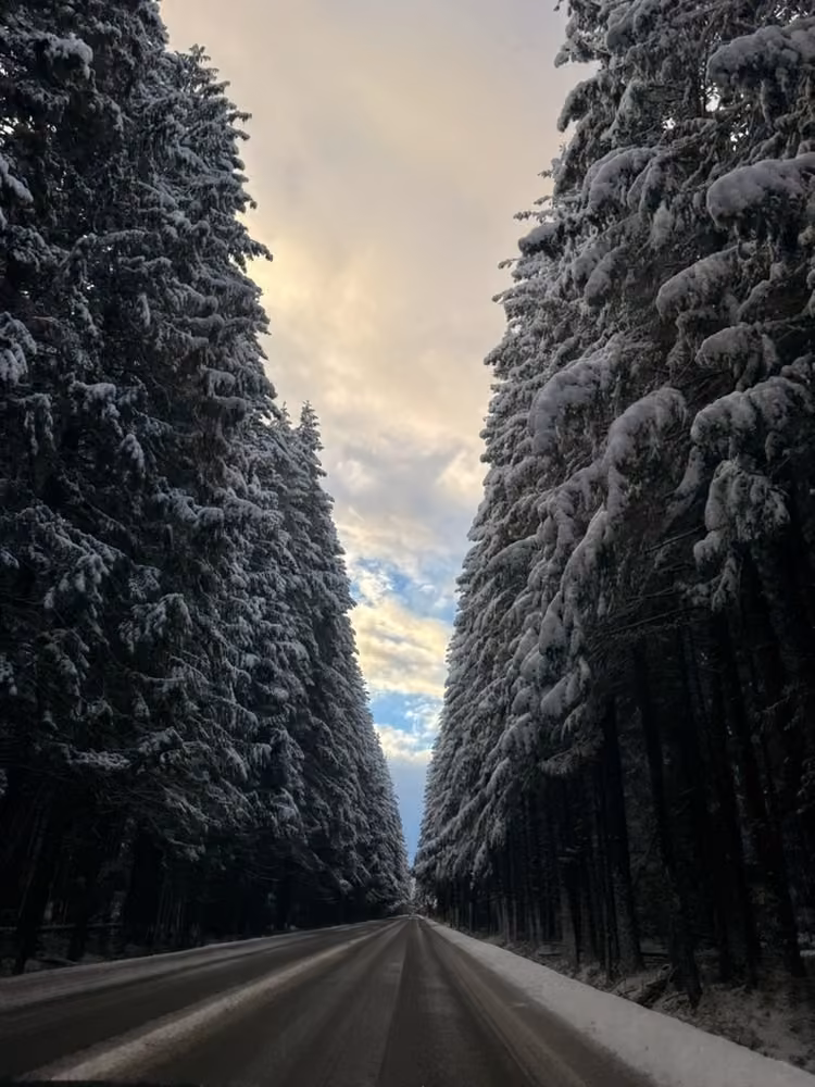 A snowy road between towering evergreens
