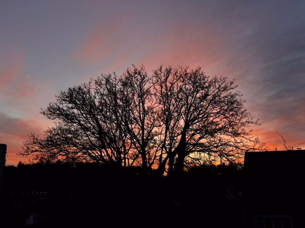 A bare tree silhouetted against a pink sunset