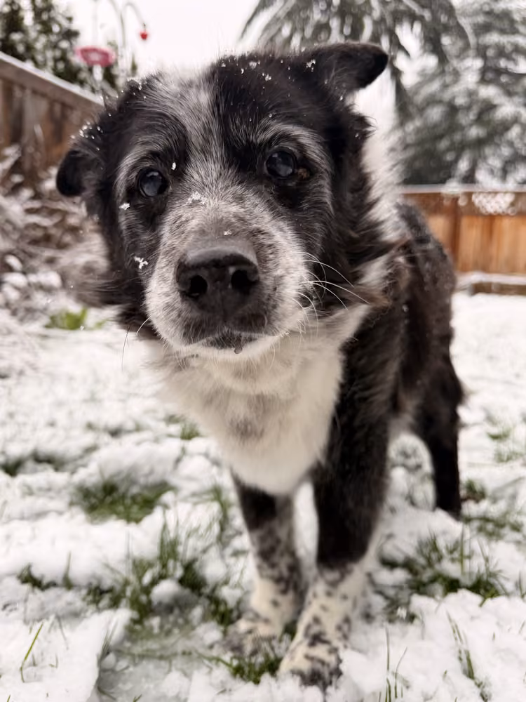 A puppy padding through the snow